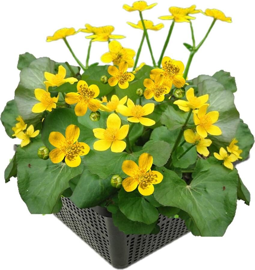 Vdvelde.com Dotterbloem 4 stuks Caltha palustris Opvallende gele waterplant Volgroeide hoogte: 40 cm Plaatsing: -1 tot -10 cm