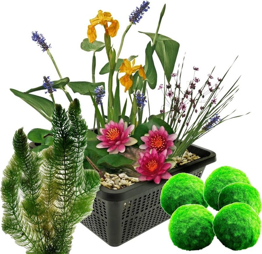 Vdvelde.com Mini Vijver Planten Set Winterhard Rood + Zuurstofplanten 1 Rode Waterlelie 3 Bloeiende Waterplanten 5 Mosballen en 6 Bosjes Hoornblad Inclusief Vijvermand Van der Velde Waterplanten