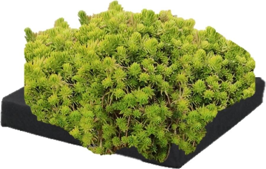 Vdvelde.com Naaldkruid Drijvend planteneiland set DIY 4 zuurstofplanten Inclusief Drijfring Vijvermand Klei Afdekgrind en Vijverplanten voeding Van der Velde Waterplanten