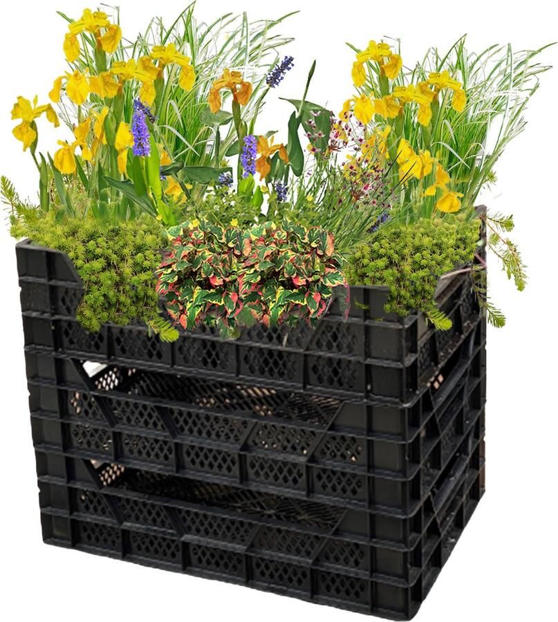 Vdvelde.com Vijverkrat 3 stuks + 24 Filterplanten Afmeting: 60x40x20 cm Voor diepe vijvers stevig stapelbaar Incl. filterende waterplanten