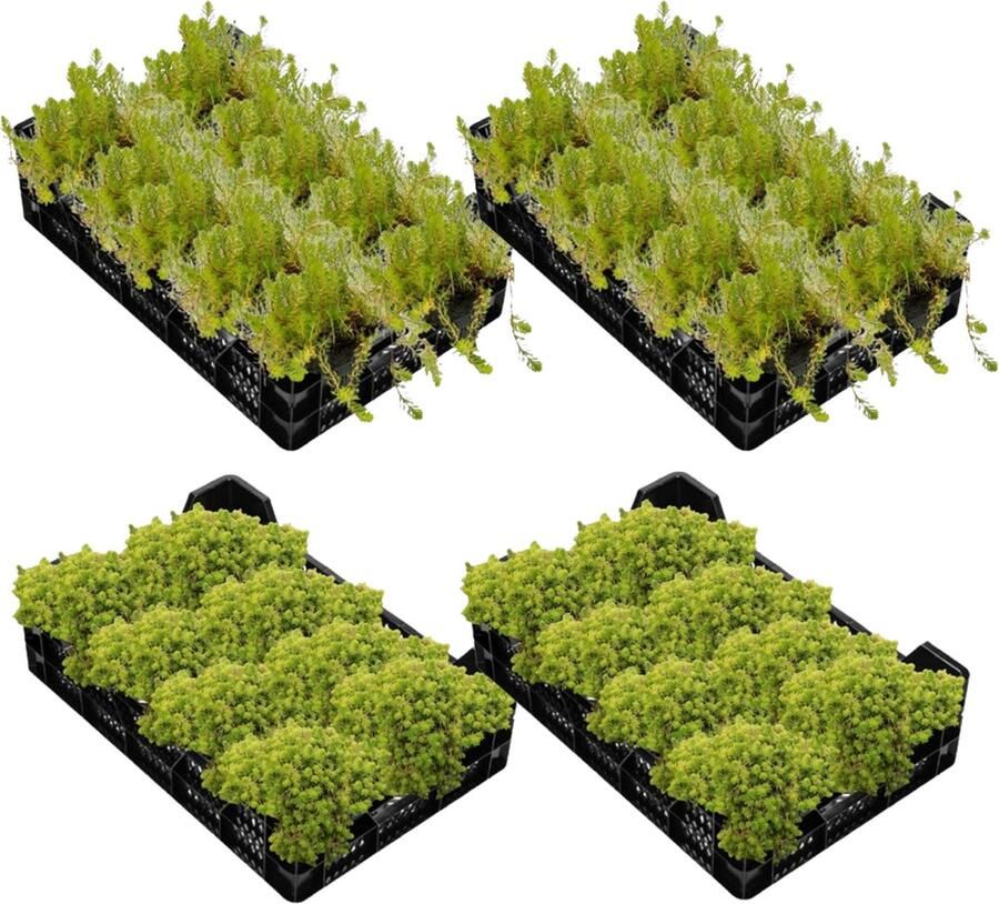 Vdvelde.com Vijverkrat met 12 Zuurstofplanten 4 kratten Voor 7.500 L 12.500 L 12 volgroeide planten per krat Plaatsing: -1 tot -40 cm