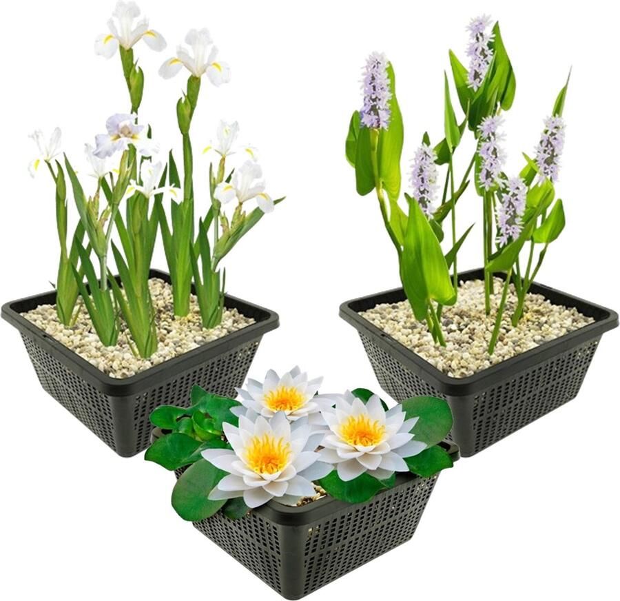 Vdvelde.com Vijverplanten Set Witte Waterplanten Combi set 9 planten Plaatsing: -1 tot -100 cm