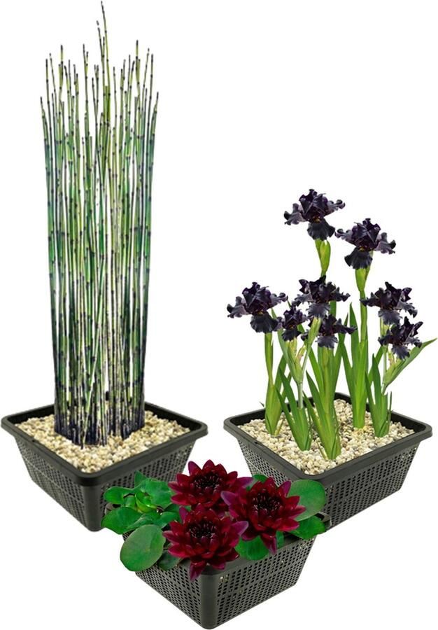 Vdvelde.com Vijverplanten Winterhart 9 Waterplanten Voor 500 liter water zwarte Iris Japanse holpijp en grote donkerrode Waterlelie inclusief Vijvermanden Klei Voeding en instrutie Van der Velde Waterplanten