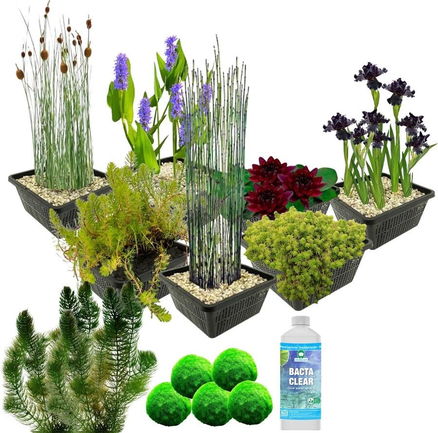Vdvelde.com Waterplanten Pakket M Zwart Voor 500 1.250 L 4 groepen waterplanten Plaatsing: -1 tot -100 cm
