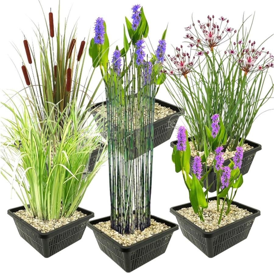 Vdvelde.com Waterplanten Set L Combi set 24 planten Plaatsing: -1 tot -10 cm