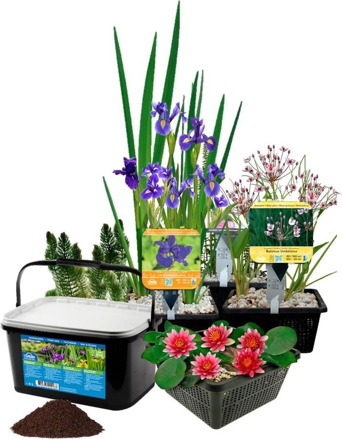 Vdvelde.com Waterplanten Vijver Winterhart 19 Vijverplanten Voor 500 1000 liter water Rode Waterlelie Blauwe Lis en Zwanenbloem inclusief Vijvermanden Klei en Voeding Van der Velde Waterplanten