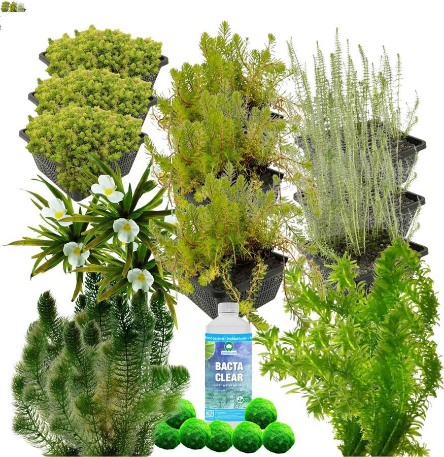 Vdvelde.com Zuurstofplanten Vijver Pakket XXXL Voor 10.000 15.000 L 250 planten Plaatsing: -1 tot -80 cm