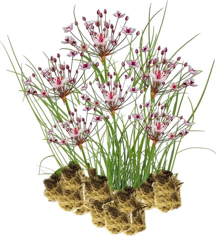 Vdvelde.com Zwanenbloem 15 stuks Butomus Umbellatus Waterplant (15 per 1 m²) Volgroeide hoogte: 80 cm Plaatsing: -1 tot -20 cm