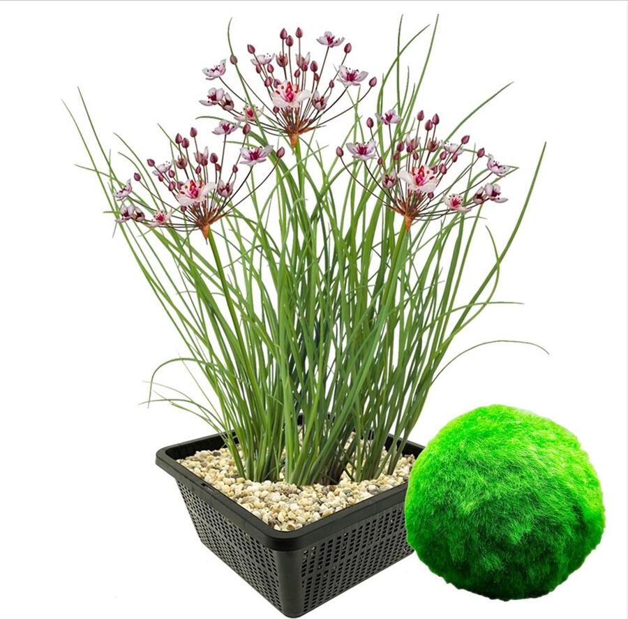 Vdvelde.com Zwanenbloem 4 stuks + 5 mosballen Combi set 9 planten Plaatsing: 0 tot -20 cm