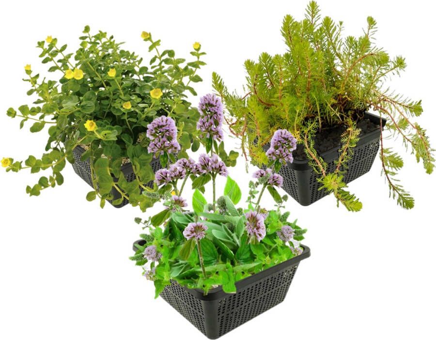 Vdvelde.com Vijverplanten Set Insectvriendelijke Waterplanten Combi set 12 planten Plaatsing: -1 tot -20 cm