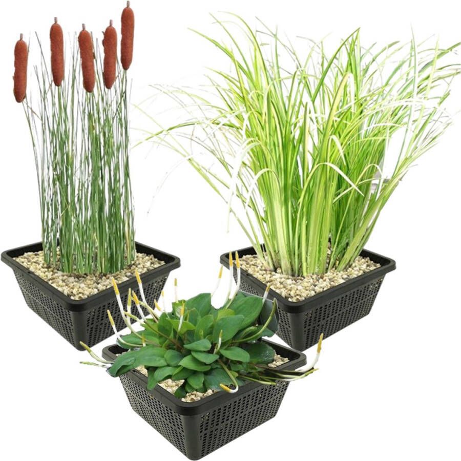 Vdvelde.com Vijverplanten Set Oeverplanten Combi set 12 planten Plaatsing: -1 tot -20 cm