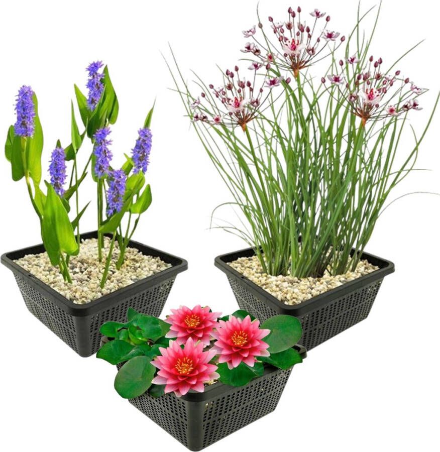 Vdvelde.com Vijverplanten Set Rode Waterlelie Combi set 9 planten Plaatsing: -1 tot -100 cm