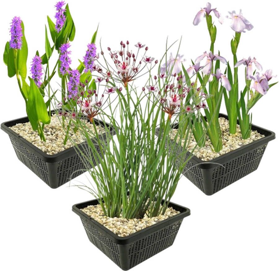 Vdvelde.com Vijverplanten Set Roze Waterplanten Combi set 12 planten Plaatsing: -1 tot -10 cm