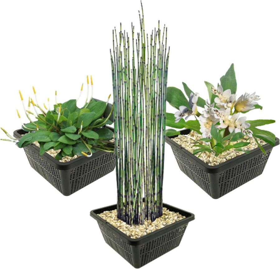 Vdvelde.com Vijverplanten Set Speciale Waterplanten Combi set 9 planten Plaatsing: -1 tot -40 cm