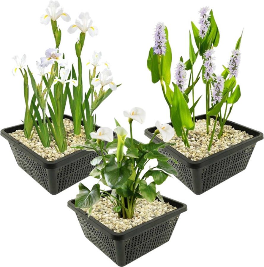 Vdvelde.com Vijverplanten Set Witte Moerasplanten Combi set 12 planten Plaatsing: -1 tot -10 cm