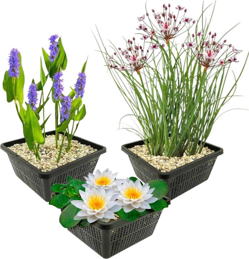 Vdvelde.com Vijverplanten Set Witte Waterlelie Combi set 9 planten Plaatsing: -1 tot -100 cm