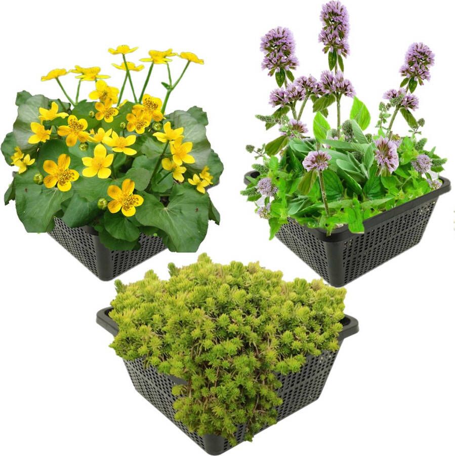 Vdvelde.com Voorjaarsbloeiers Vijverplanten 12 stuks Combi set 12 planten Plaatsing: -1 tot -10 cm