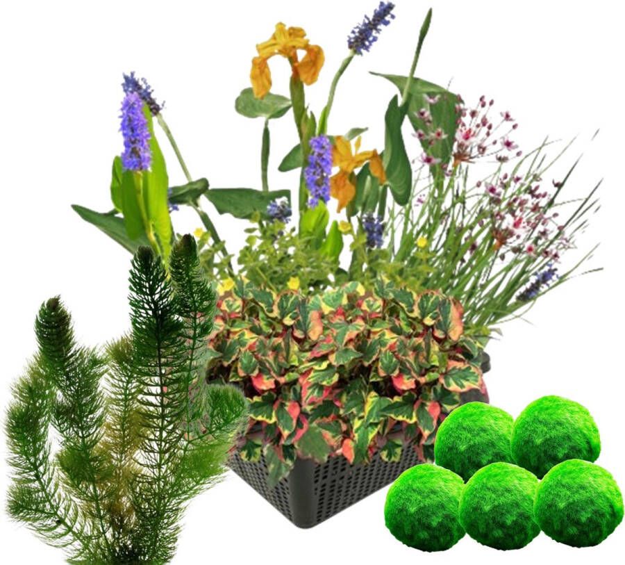 Vdvelde.com Water Plant Set + Zuurstofplanten tegen Algen Combi set 11 planten Plaatsing: -10 tot -20 cm