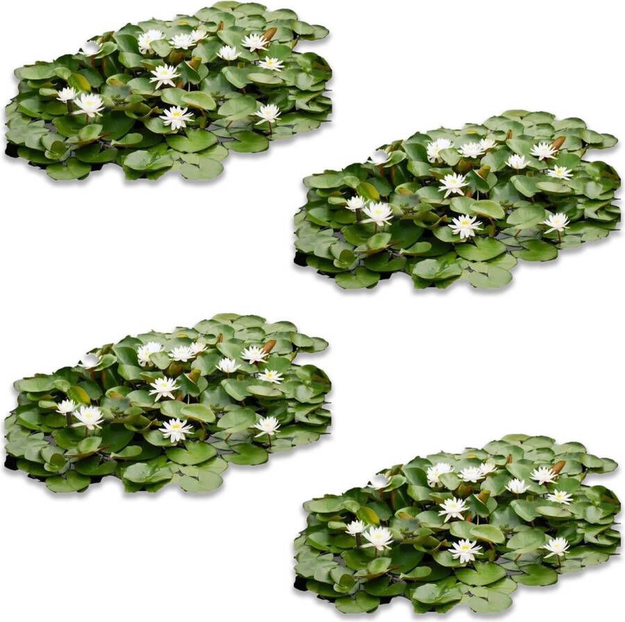 Vdvelde.com Waterlelie Veld 30 stuks Nymphaea Drop & Grow Grote waterlelie Zonder mand het water in Plaatsing: -10 tot -100 cm