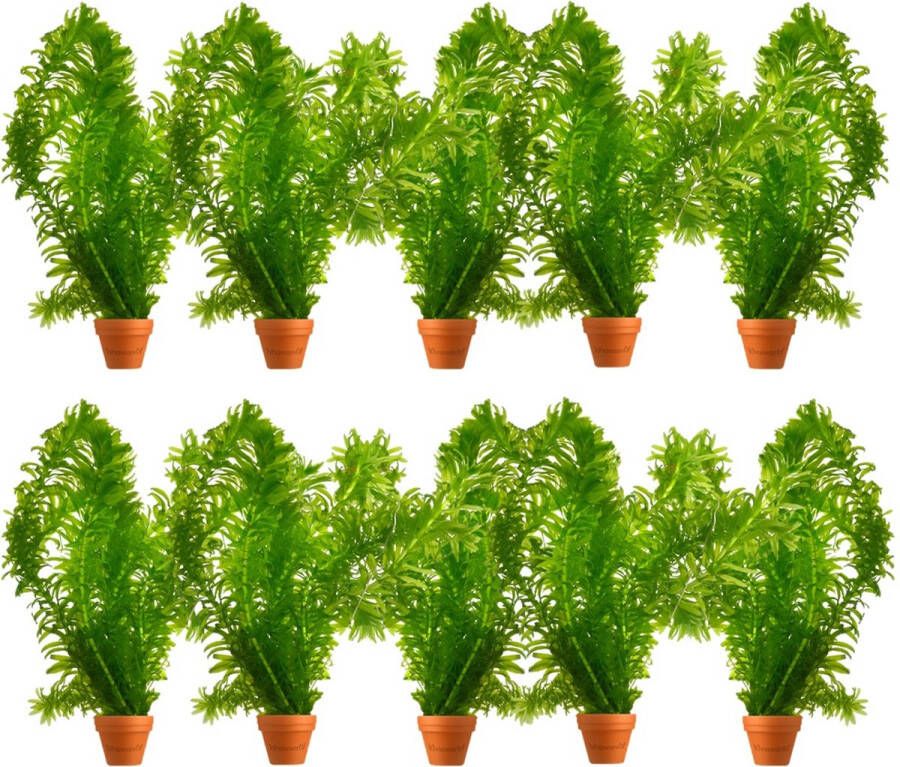 Vdvelde.com Waterpest 10 stuks Elodea Densa Zuurstofplant Volgroeide hoogte: 60 cm Plaatsing: los in het water