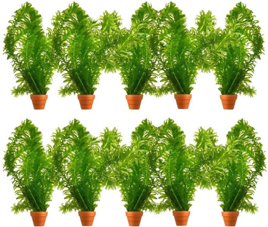 VanderVeldeWaterplanten.nl VDVELDE Waterpest Plantjes Elodea Densa 10 bosjes Hoogte 20 cm Zuurstofplant voor Vijver en Aquarium Van der Velde Waterplanten