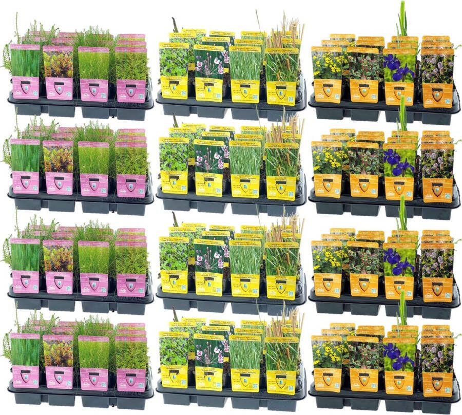 Vdvelde.com Waterplanten Mix Pot 9 cm 96 stuks 96 planten Plaatsing: -1 tot -20 cm 9cm Potten