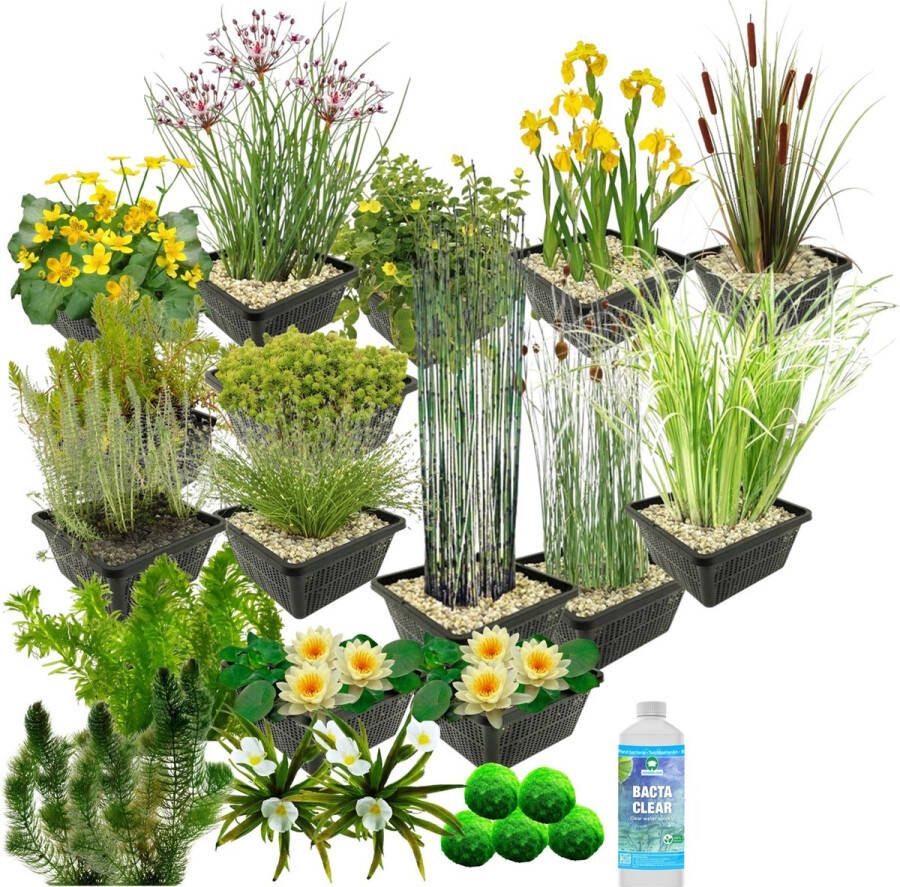 Vdvelde.com Waterplanten Pakket L Geel Voor 1.500 3.000 L 93 planten Plaatsing: -1 tot -100 cm