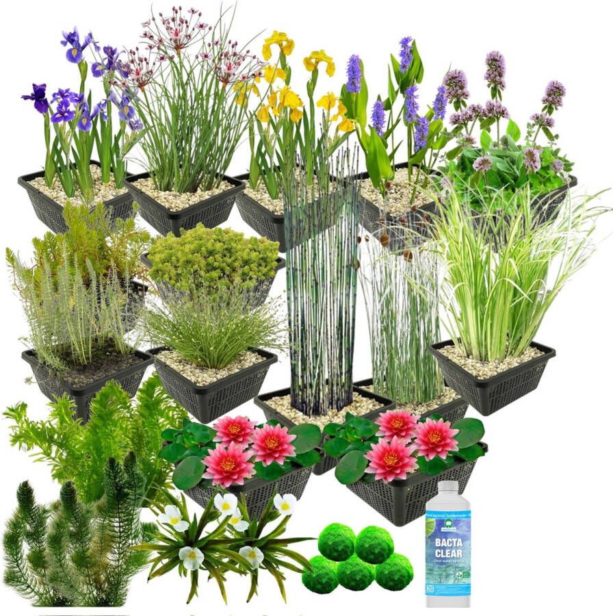 Vdvelde.com Waterplanten Pakket L Rood Voor 1.500 3.000 L 93 planten Plaatsing: -1 tot -100 cm