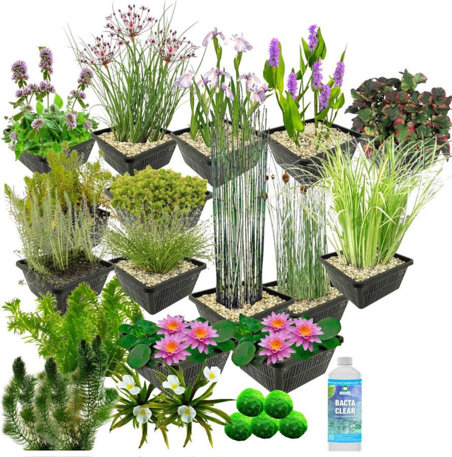 Vdvelde.com Waterplanten Pakket L Roze Voor 1.500 3.000 L 93 planten Plaatsing: -1 tot -100 cm