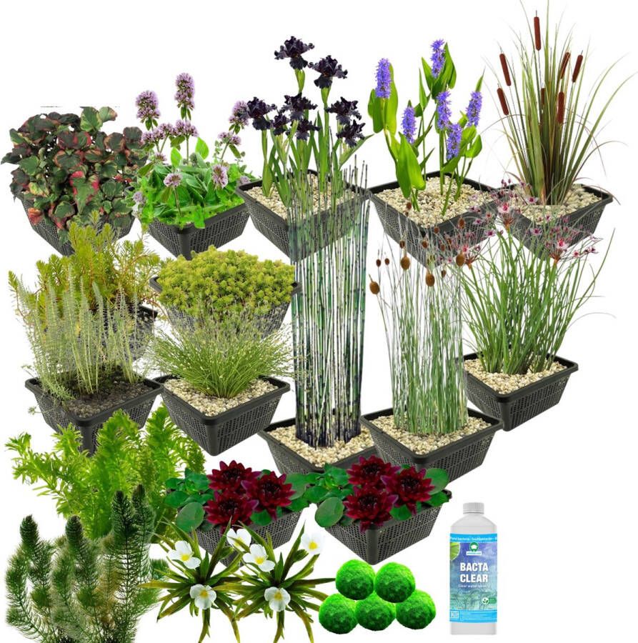 Vdvelde.com Waterplanten Pakket L Zwart Voor 2.000 3.000 L 93 planten Plaatsing: -1 tot -100 cm