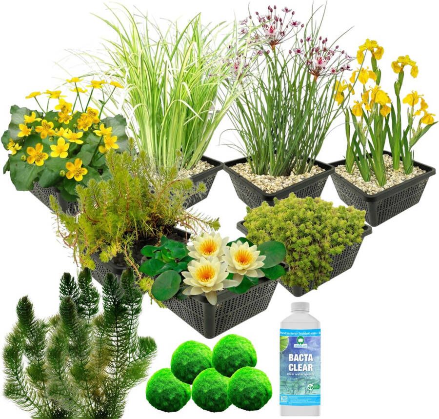 Vdvelde.com Waterplanten Pakket M Geel Voor 500 1.250 L 4 groepen waterplanten Plaatsing: -1 tot -100 cm