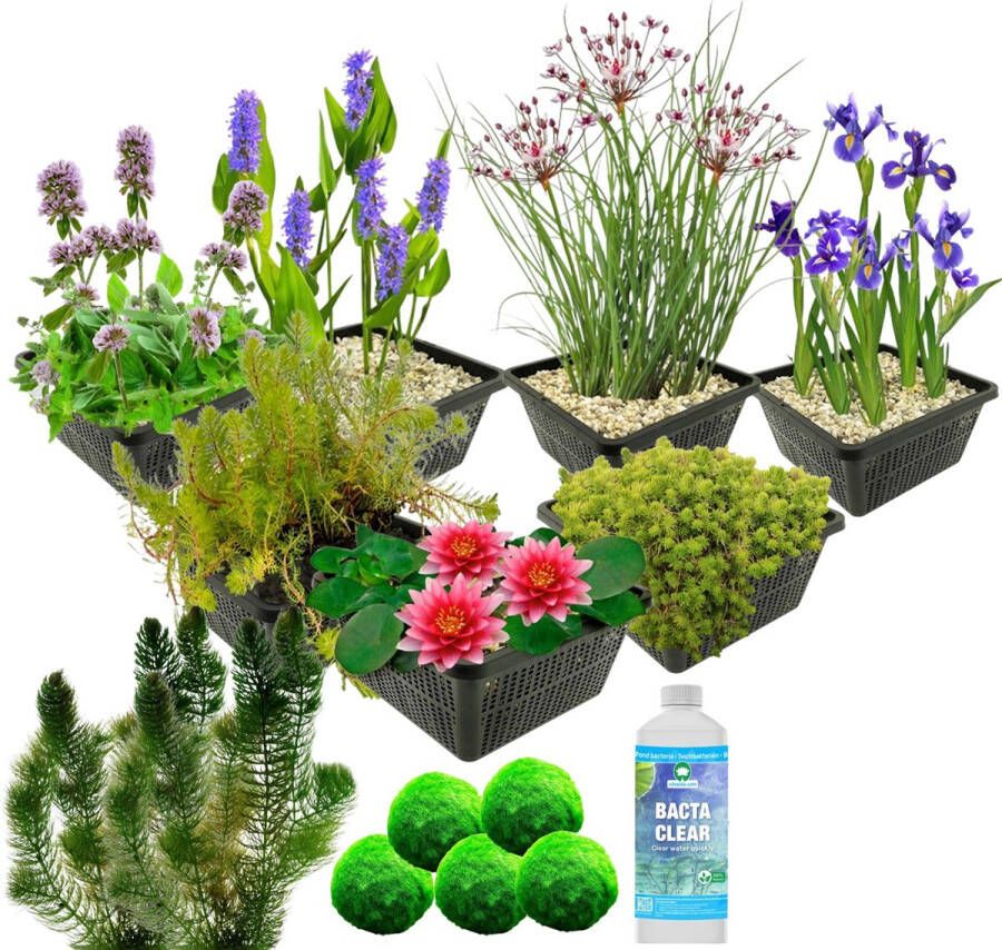 Vdvelde.com Waterplanten Pakket M Rood Voor 500 1.250 L 4 groepen waterplanten Plaatsing: -1 tot -100 cm