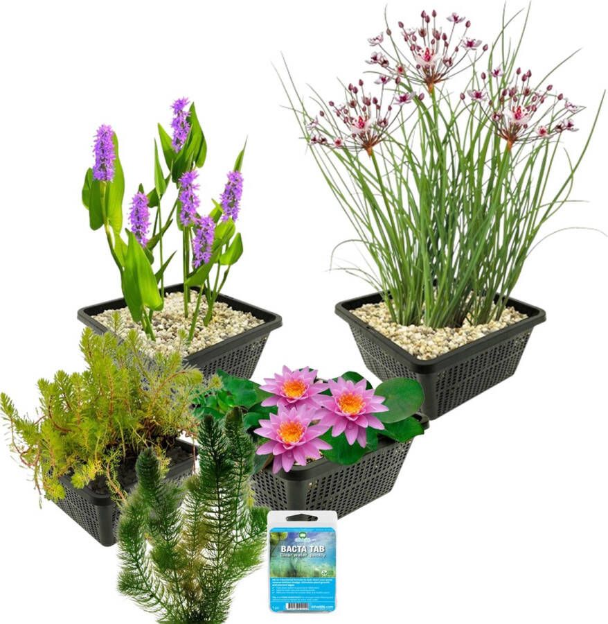 Vdvelde.com Waterplanten Pakket S Roze Voor 100 400 L 4 groepen waterplanten Plaatsing: -1 tot -100 cm