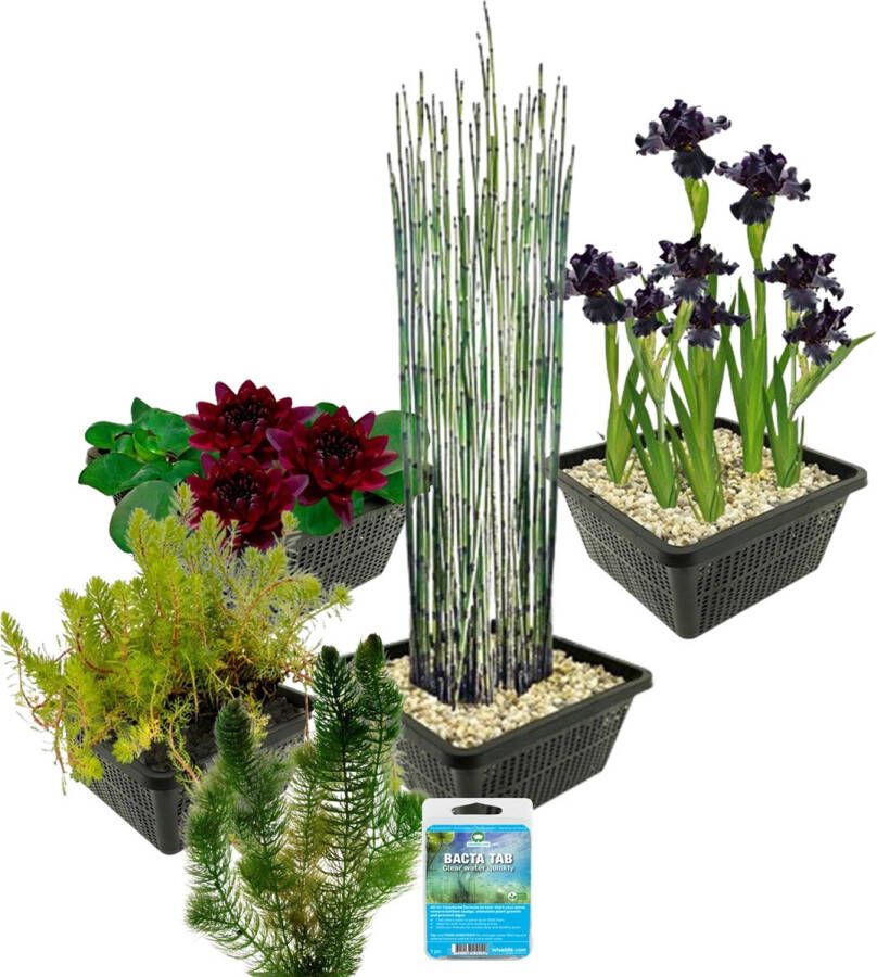 Vdvelde.com Waterplanten Pakket S Zwart Voor 100 400 L 4 groepen waterplanten Plaatsing: -1 tot -100 cm