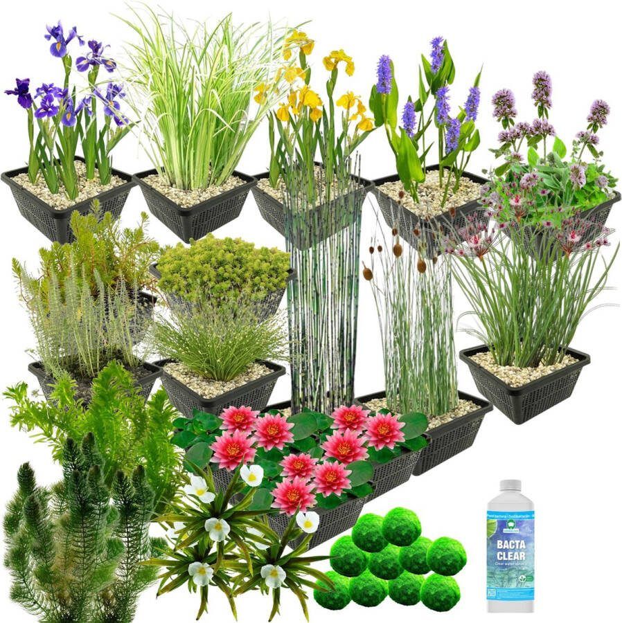 Vdvelde.com Waterplanten Pakket XL Rood Voor 3.500 6.000 L 178 planten Plaatsing: -1 tot -100 cm