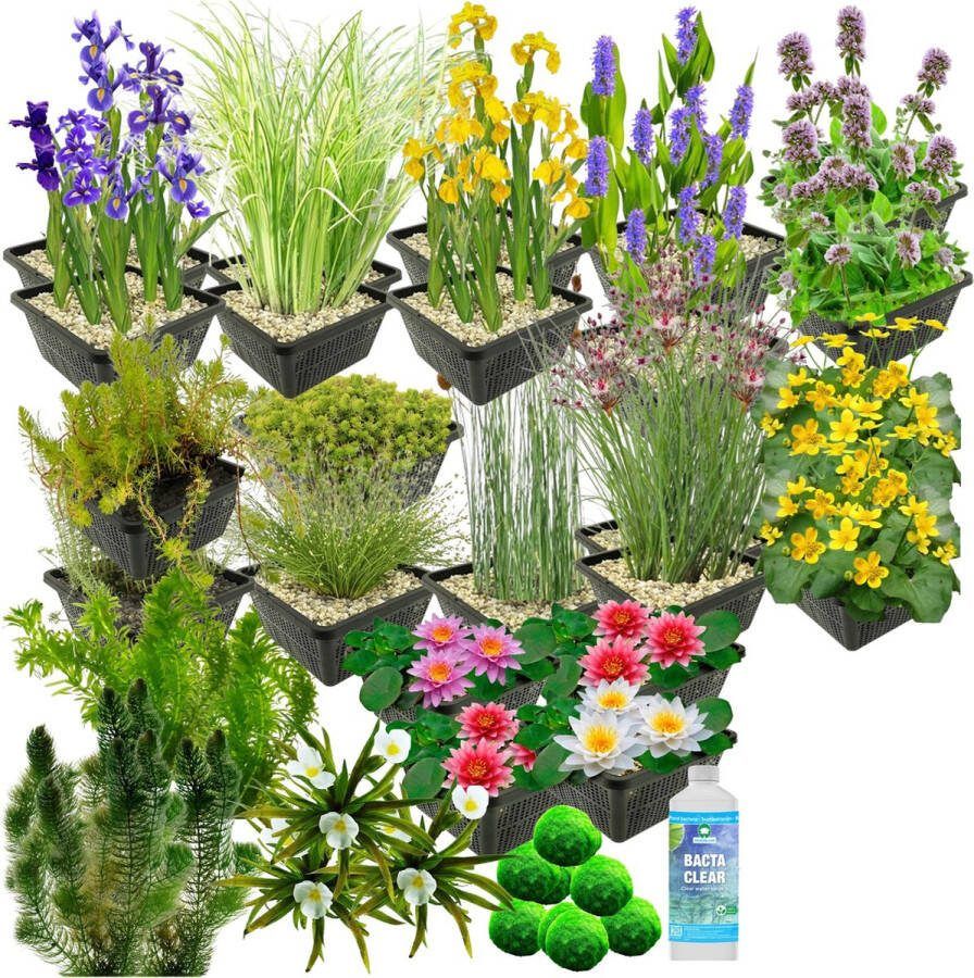 Vdvelde.com Waterplanten Pakket XXL Mix Voor 6.500 9.000 L 253 planten Plaatsing: -1 tot -100 cm