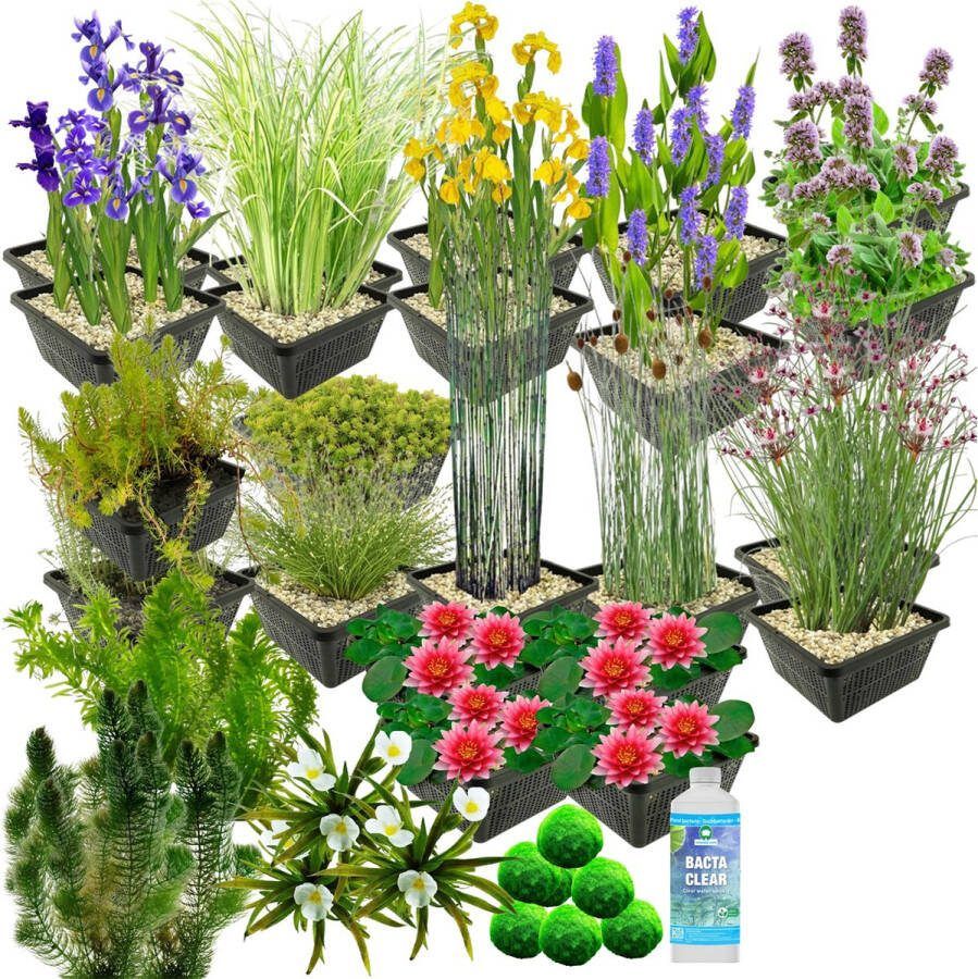 Vdvelde.com Waterplanten Pakket XXL Rood Voor 6.500 9.000 L 253 planten Plaatsing: -1 tot -100 cm