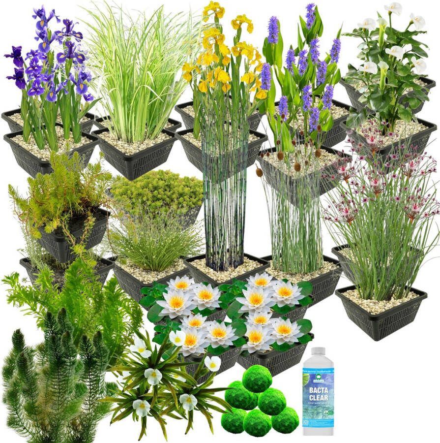 Vdvelde.com Waterplanten Pakket XXL Wit Voor 6.500 9.000 L 253 planten Plaatsing: -1 tot -100 cm