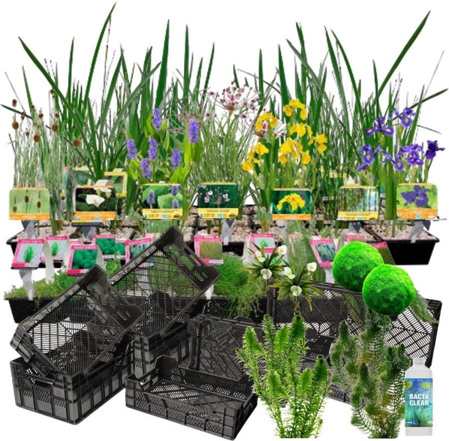 Vdvelde.com Waterplanten Pakket XXXL Voor 7.500 12.500 L 260 planten Plaatsing: -1 tot -100 cm