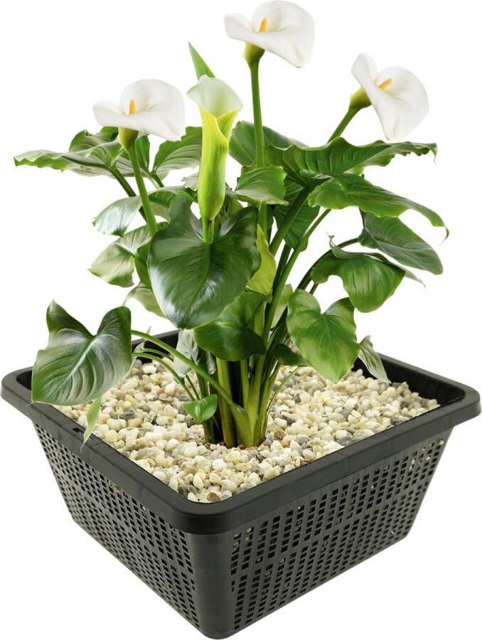 Vdvelde.com Witte Aronskelk 4 stuks Zantedeschia Aethiopica Moerasplant Volgroeide hoogte: 80 cm Plaatsing: -1 tot -10 cm