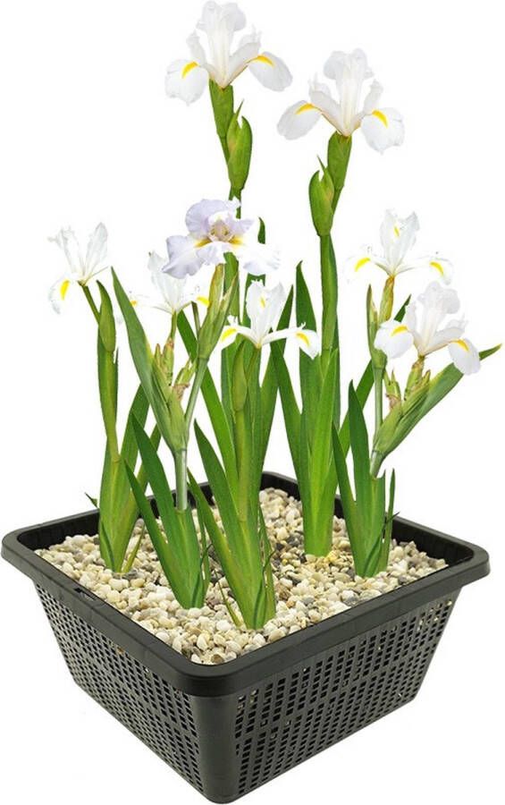 Vdvelde.com Witte Lis 4 stuks Iris Kaempferi White Moerasplant Volgroeide hoogte: 80 cm Plaatsing: -1 tot -10 cm