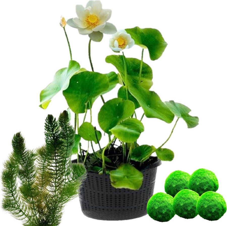 Vdvelde.com Witte Lotus Nelumbo 2 stuks + Zuurstofplanten tegen Algen Combi set 11 planten Plaatsing: -10 tot -20 cm