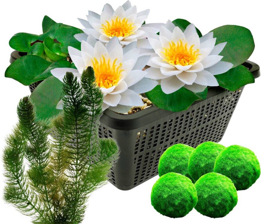 Vdvelde.com Witte Waterlelie Nymphaea Albatros + Zuurstofplanten tegen Algen Combi set 8 planten Plaatsing: -1 tot -100 cm