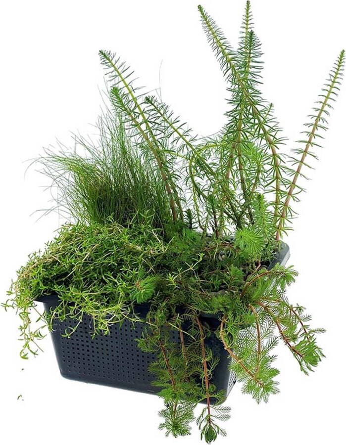 Vdvelde.com Zuurstofplanten Set Zuurstofplant 4 planten Plaatsing: -1 tot -20 cm