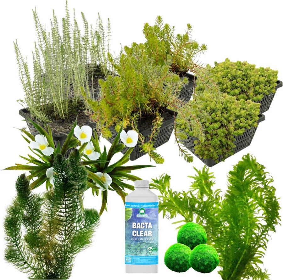 Vdvelde.com Zuurstofplanten Vijver Pakket L Voor 1.500 3.000 L 50 planten Plaatsing: -1 tot -80 cm