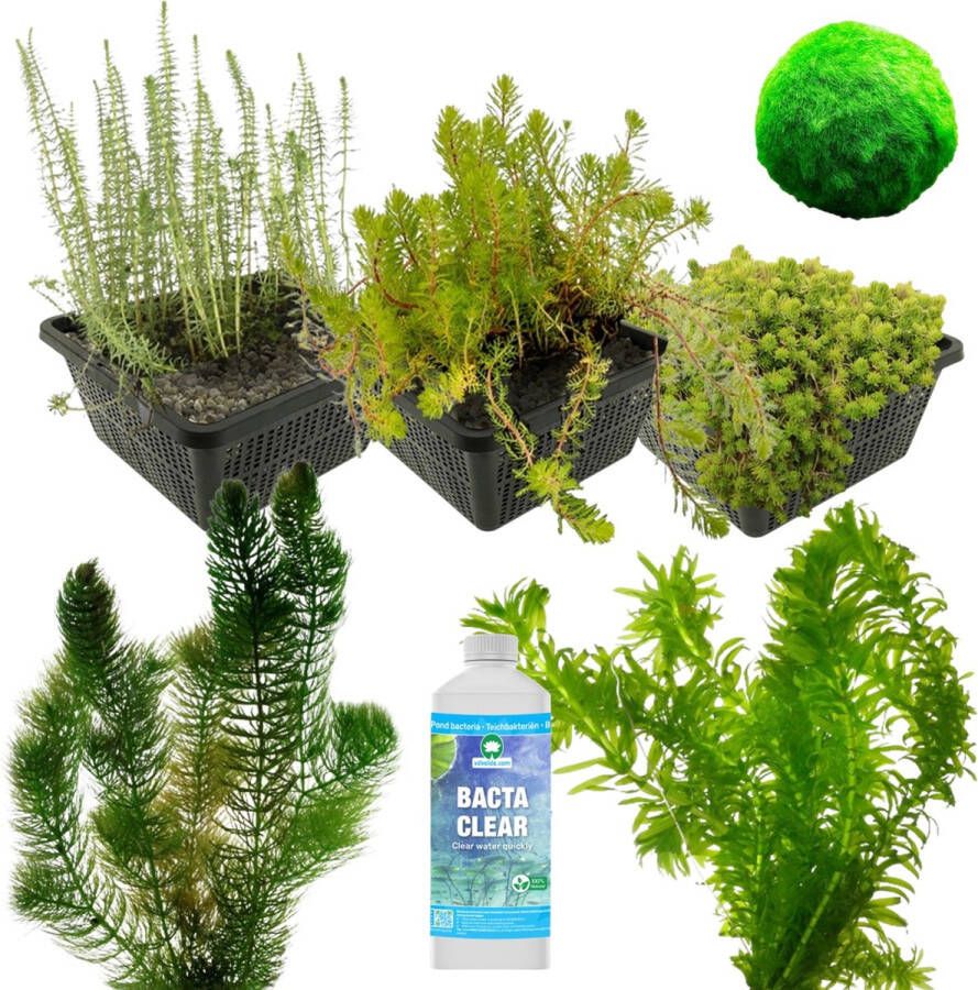 Vdvelde.com Zuurstofplanten Vijver Pakket M Voor 500 1.250 L 24 planten Plaatsing: -1 tot -80 cm