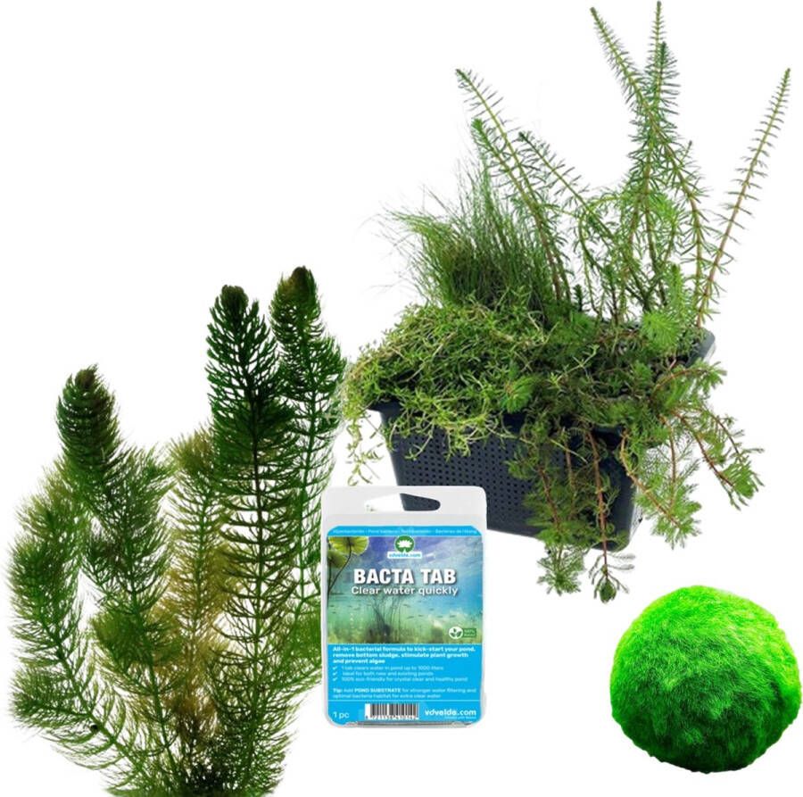 Vdvelde.com Zuurstofplanten Vijver Pakket S Voor 100 400 L 11 planten Plaatsing: -1 tot -80 cm