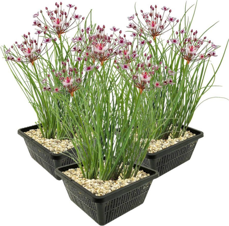 Vdvelde.com Zwanenbloem 12 stuks met 3 vijvermanden Butomus Umbellatus Waterplant Volgroeide hoogte: 80 cm Plaatsing: -1 tot -20 cm