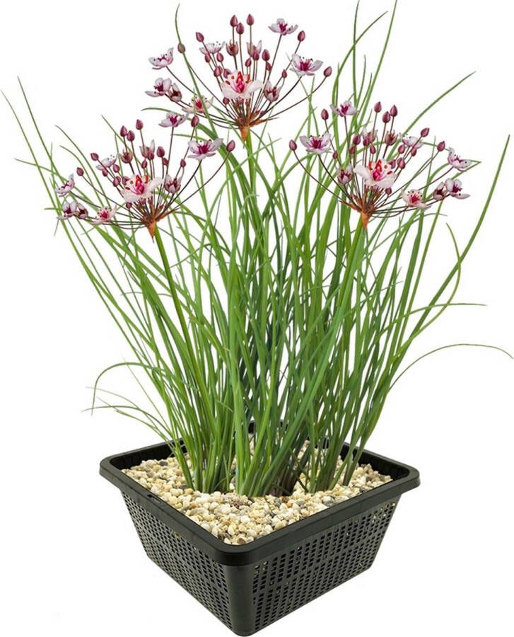 Vdvelde.com Zwanenbloem 4 stuks met vijvermand Butomus Umbellatus Waterplant Volgroeide hoogte: 80 cm Plaatsing: -1 tot -20 cm