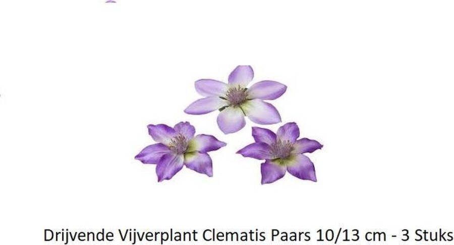 Velda Vijver Vijvertechniek Drijvende Vijverplant Clemantis Paars 10 13Cm